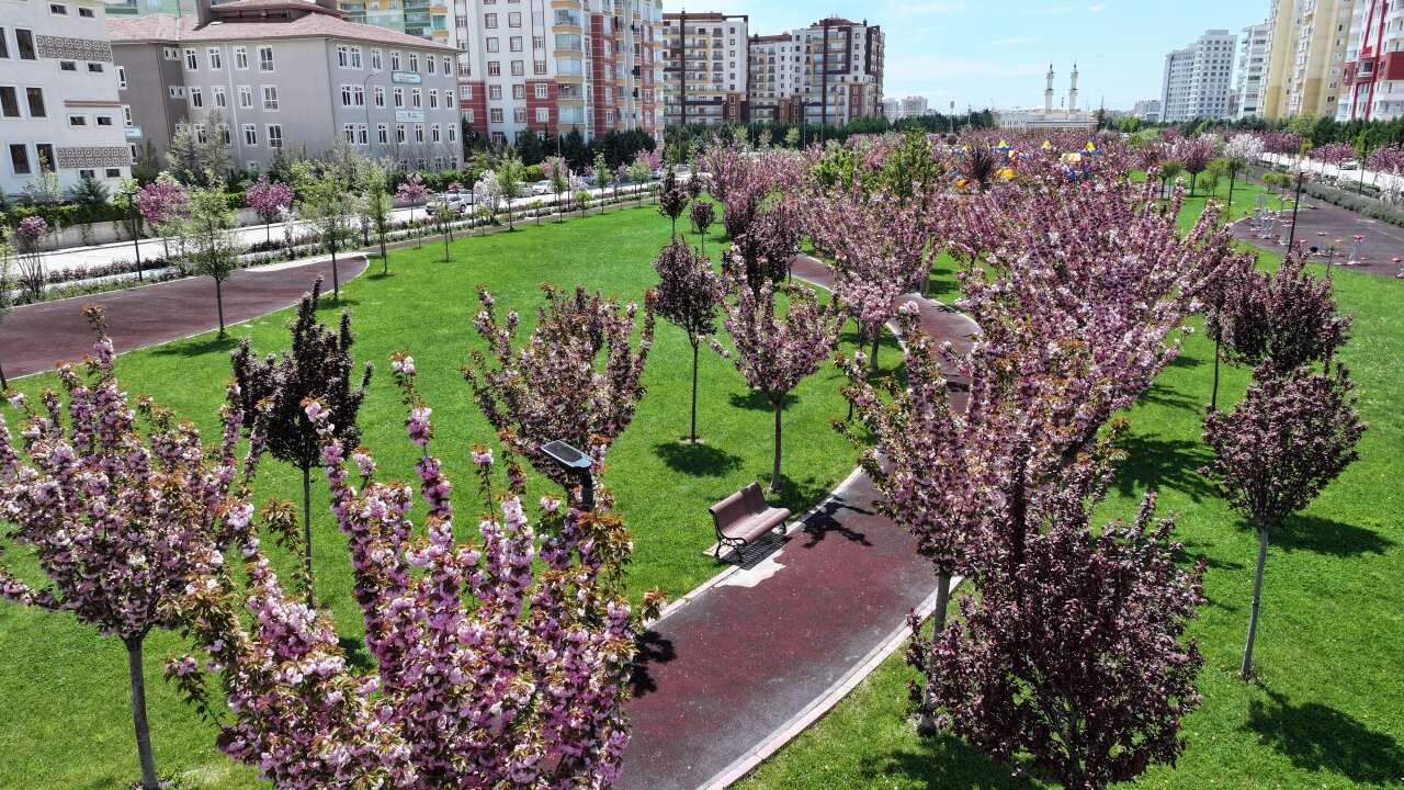 Burası Japonya değil, Konya! Sakuralar çiçek açtı 7